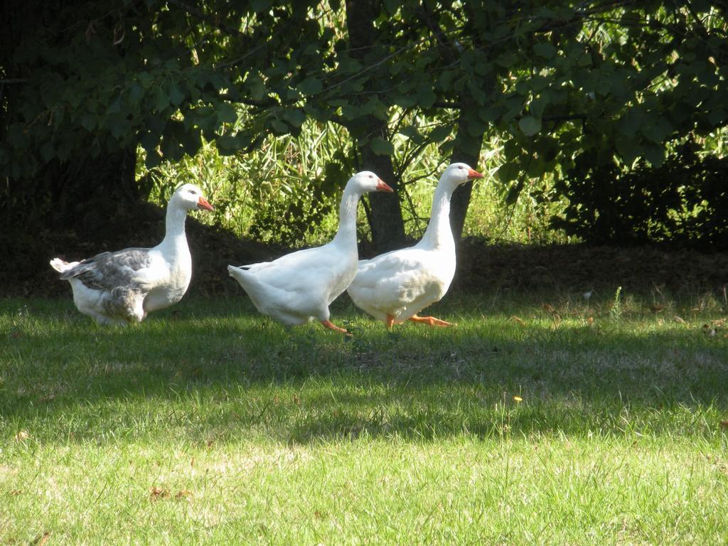 Ferme Saint Joseph Bed and Breakfast Le Fousseret Buitenkant foto